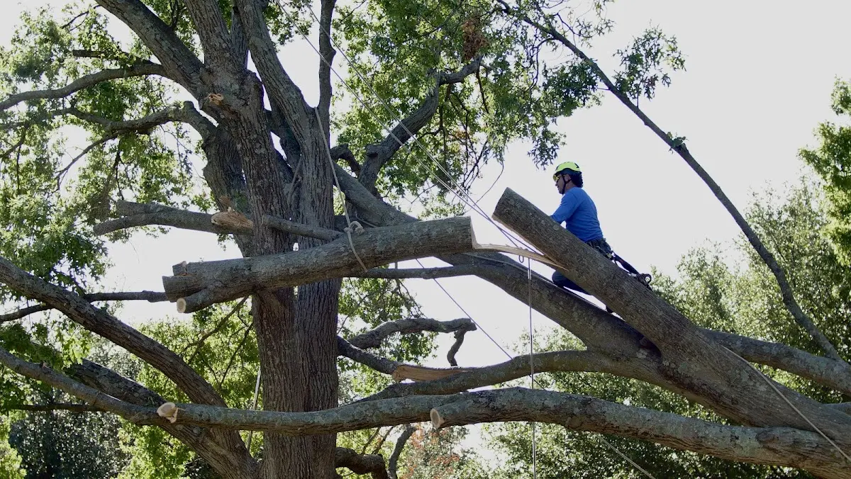 Professional Crown Thinning performed by certified arborists in Saranac